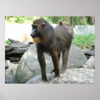 Baboon Posters