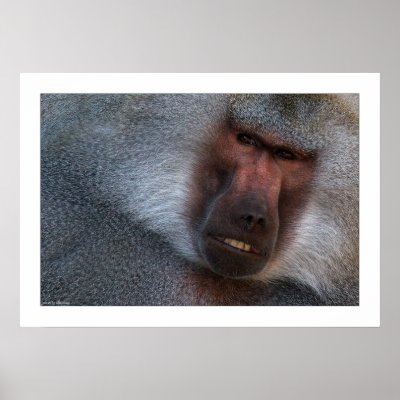 Baboon Print