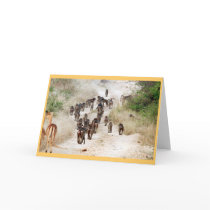 Baboon rush hour cards by pshaw_photo Baboon rush hour cards