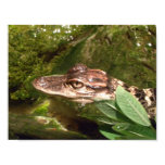 Baby aligator poster posters
