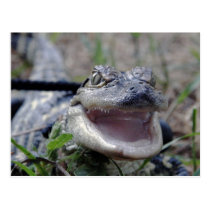 Baby Alligator Close Up -  Postcard postcards