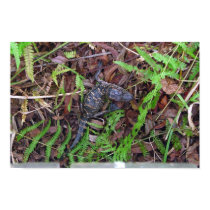 Baby Alligator posters by beautyofthelake Baby Alligator posters