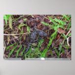 Baby Alligator posters