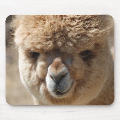 Baby Alpaca Mousepads by catmademedoit