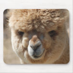 Baby Alpaca mousepads