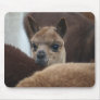 Baby Alpaca Mouse Pads