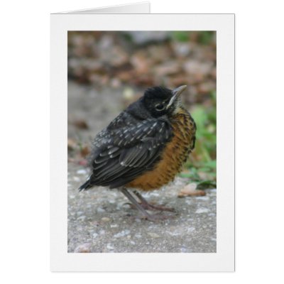 Baby American Robin Card by alberthartley