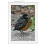 Baby American Robin Card