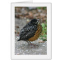 Baby American Robin cards