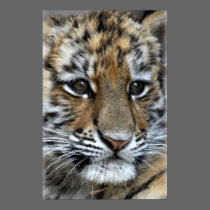 Baby Amur Tiger Cub Portrait posters