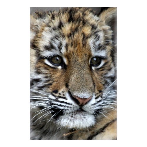 Baby Amur Tiger Cub Portrait print