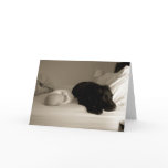 Baby and dog cards