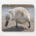 Baby Animal Swan Mousepad