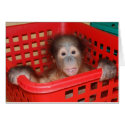 Baby Animals - Alfred Greeting cards by Rebecca_Reeder Baby Animals - Alfred Greeting cards