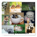 Baby animals posters