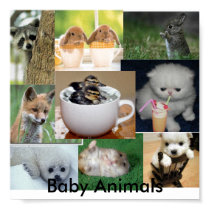 Baby animals posters