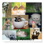 Baby animals