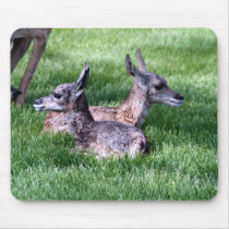 Baby Antelope mousepads by JudsonJoyce Baby Antelope mousepads