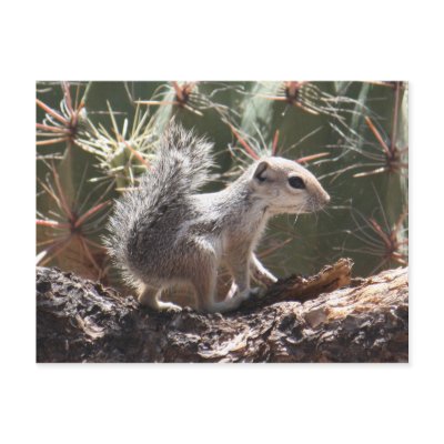 Baby Antelope Squirrel Postcard by poozybear