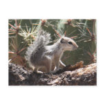 Baby Antelope Squirrel Postcard