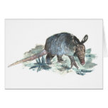 Baby Armadillo Cards
