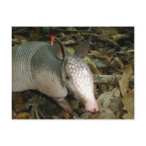 Baby Armadillo postcards by Illusnist Baby Armadillo postcards