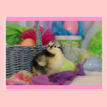 Baby Astralorp Chick Easter Postcard postcards