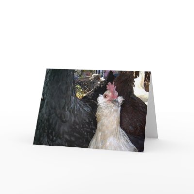 Baby Bantam Rooster Cards by eelkat