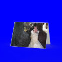 Baby Bantam Rooster cards