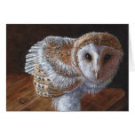 Baby Barn Owl Bird cards