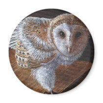 Baby Barn Owl Bird Fridge Magnets
