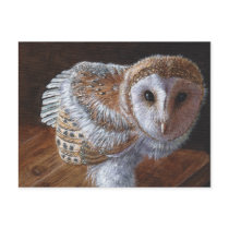 Baby Barn Owl Bird Postcards
