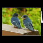 Baby Barn Swallows Card