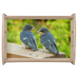 Baby Barn Swallows Cute Birds Food Tray
