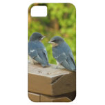 Baby Barn Swallows Iphone 5 Case-mate Case