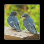 Baby Barn Swallows Magnet