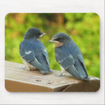 Baby Barn Swallows Mousepad