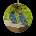 Baby Barn Swallows Ornament