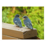 Baby Barn Swallows Photo Print