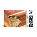 Baby Barn Swallows postage