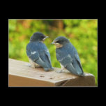 Baby Barn Swallows Postcard