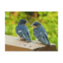 Baby Barn Swallows Postcard