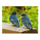 Baby Barn Swallows Postcard