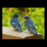 Baby Barn Swallows Print