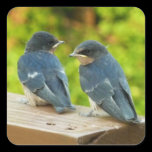 Baby Barn Swallows Sticker