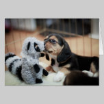 Baby Beagle And Her New Toy cards