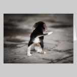 Baby Beagle Bottom cards