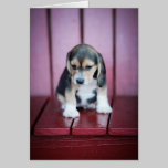 Baby Beagle on Red Chair cards