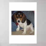 Baby Beagle posters