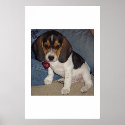 Baby Beagle Print by belle072176